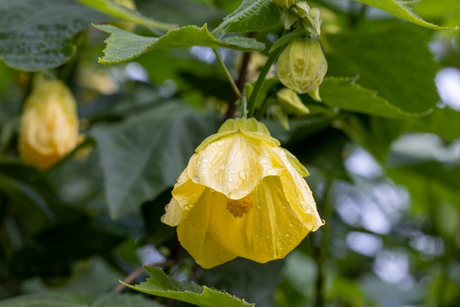 abutilon 'Henry Makepeace'