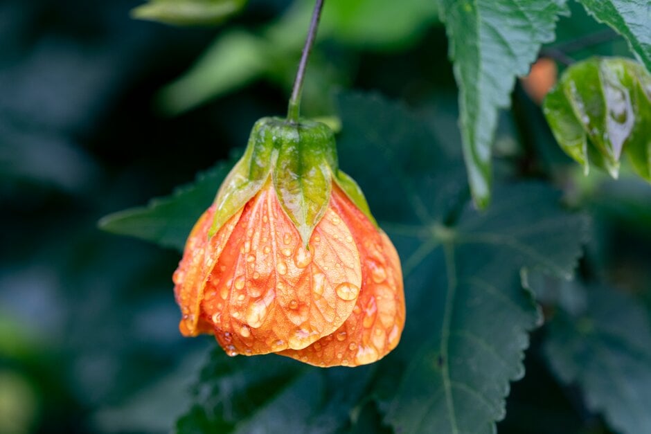 abutilon 'Orange Glow'