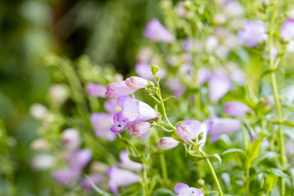 <i>Penstemon</i> [<span style="font-variant: small-caps;">Quartz Amethyst</span>] ('Novapename') (Quartz Series)