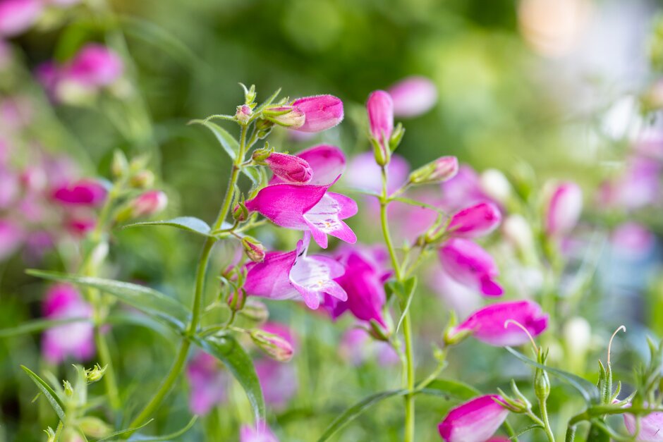 <i>Penstemon</i> 'Summertime Pink'