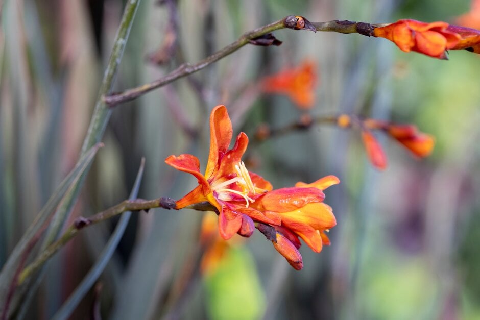 montbretia 'Dusky Maiden'