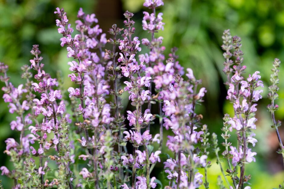 sage 'SoCool Pale Blue'