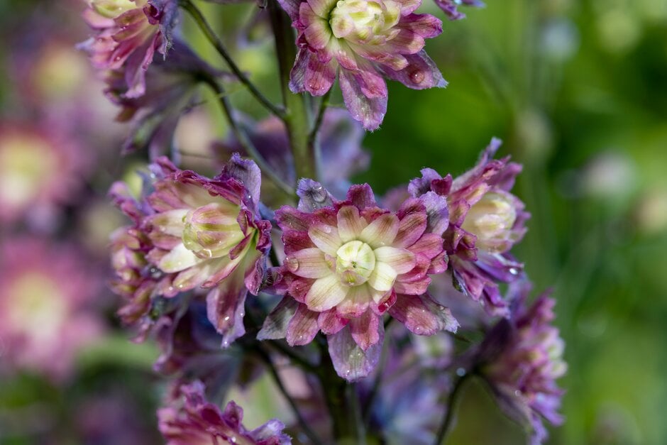 delphinium 'Coadelfla'