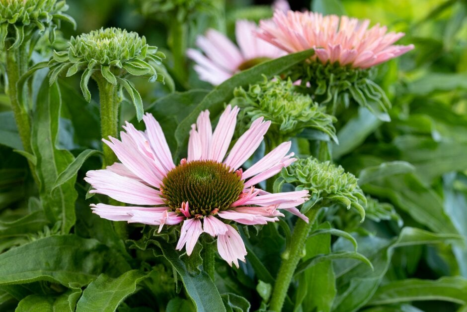 coneflower [SunSeekers Salmon]
