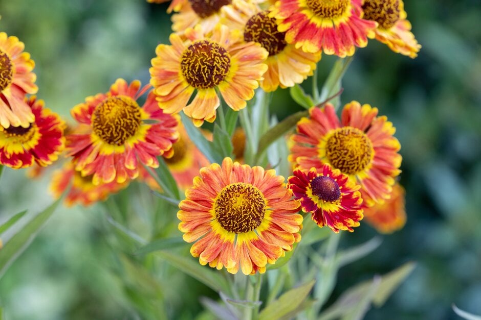 Helenium Autumnale &fuego&pbr (mariachi Series) 