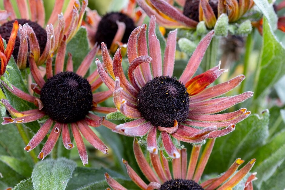 coneflower [Summerina Electra Shock]