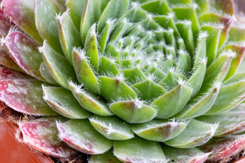 <i>Sempervivum</i> 'Icicle'