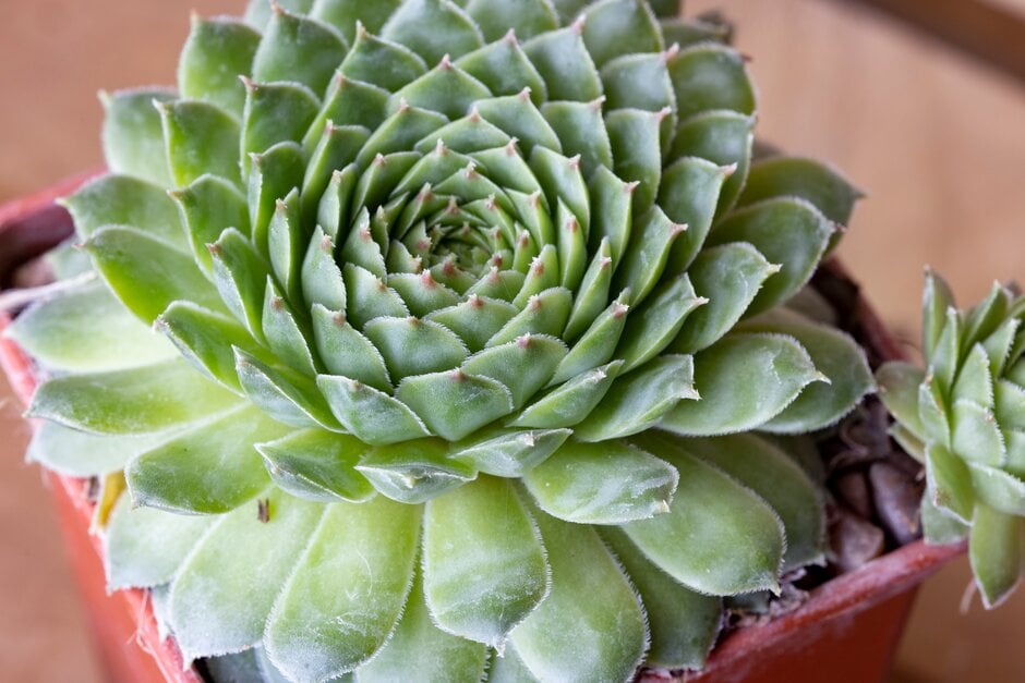 <i>Sempervivum</i> <i>tectorum</i> var. <i>alpinum</i>