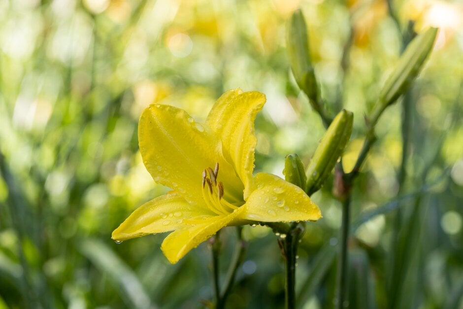 daylily 'Berlin Lemon'