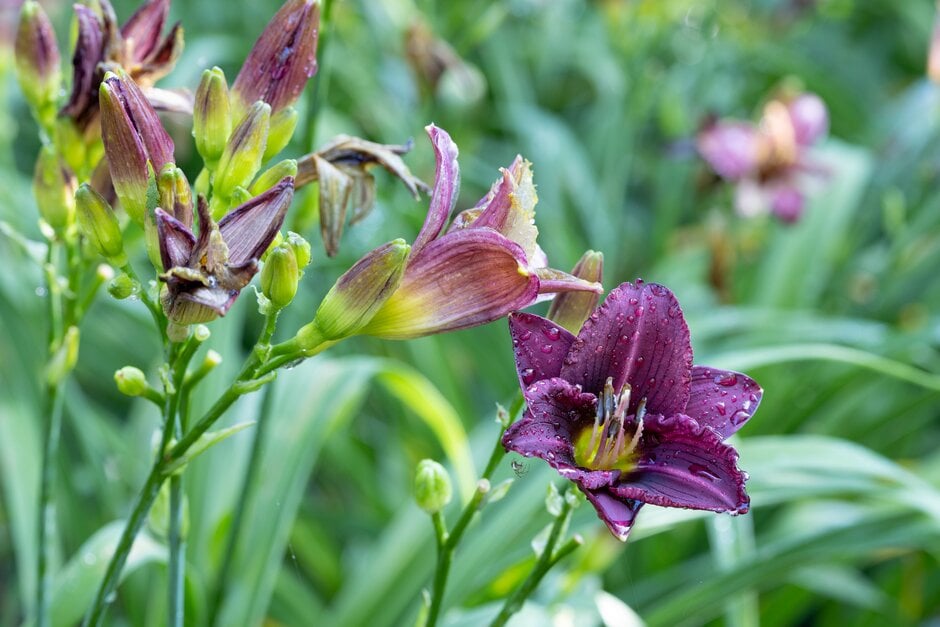 daylily 'Little Grapette'