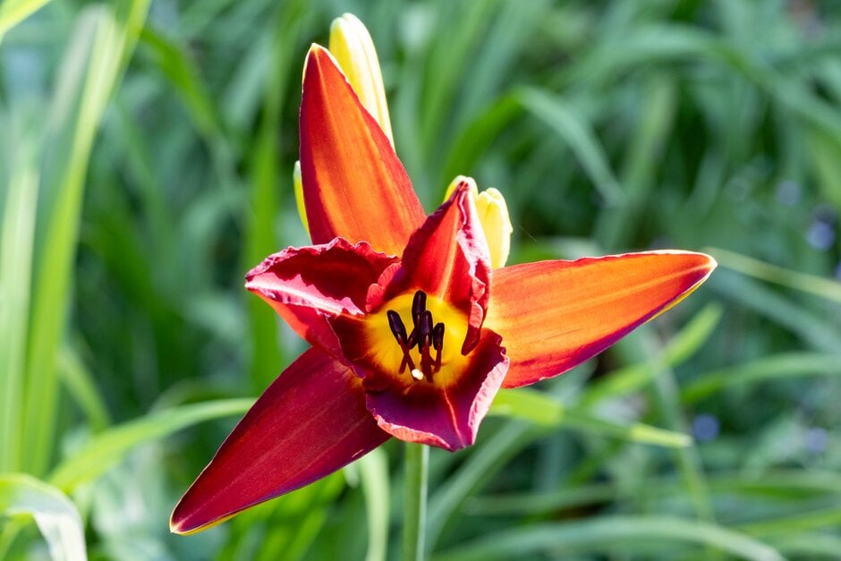 daylily 'Missenden'