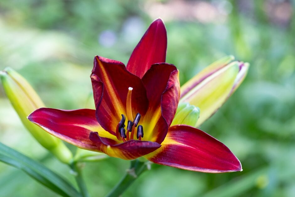daylily 'Berlin Red'