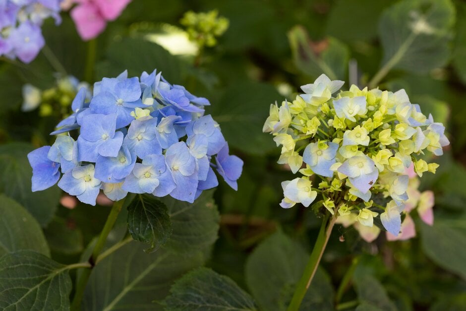hydrangea 'Gerda Steiniger'