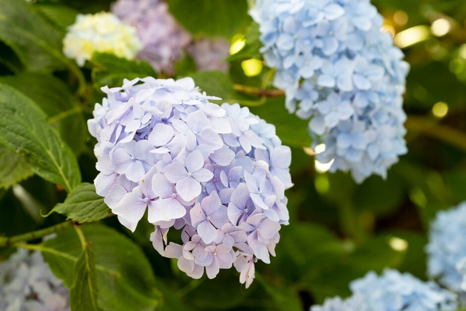 <i>Hydrangea</i> <i>chungii</i>