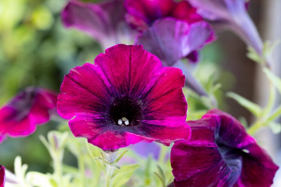 petunia 'Johnny Flame'