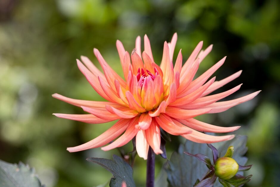 dahlia 'Park Record'