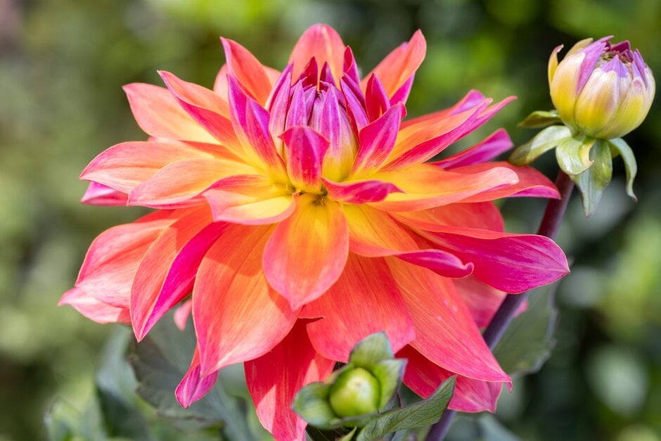 dahlia 'Firepot'