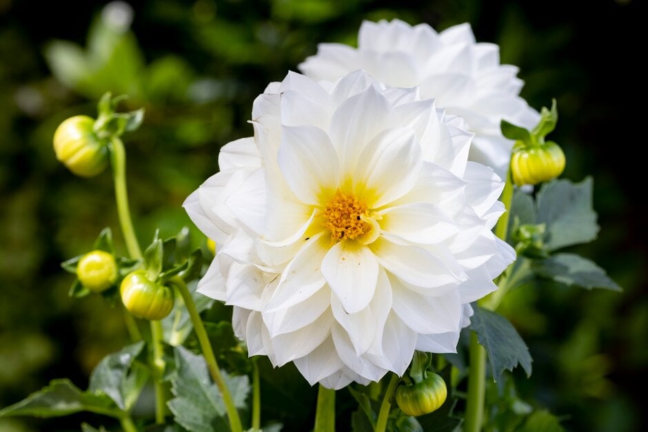 <i>Dahlia</i> Gardenetta Series