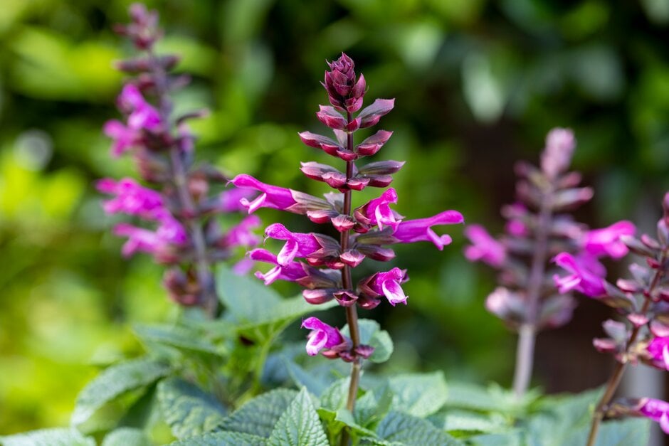 sage [Rockin' Fuchsia]