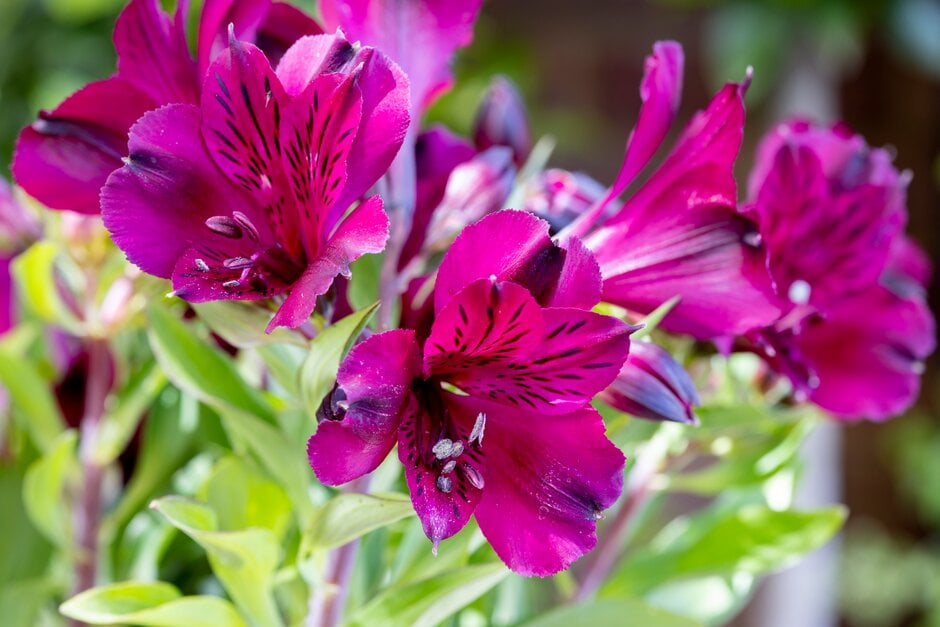Peruvian lily [Inticancha Dark Purple]