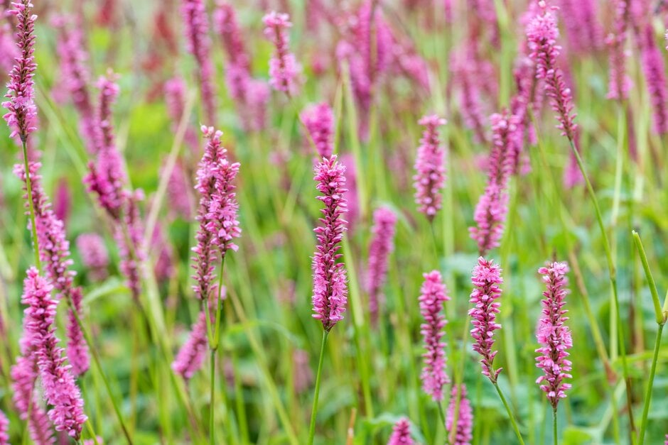 Bistorta amplexicaulis &Ample Pink& | red bistort &Ample Pink ...