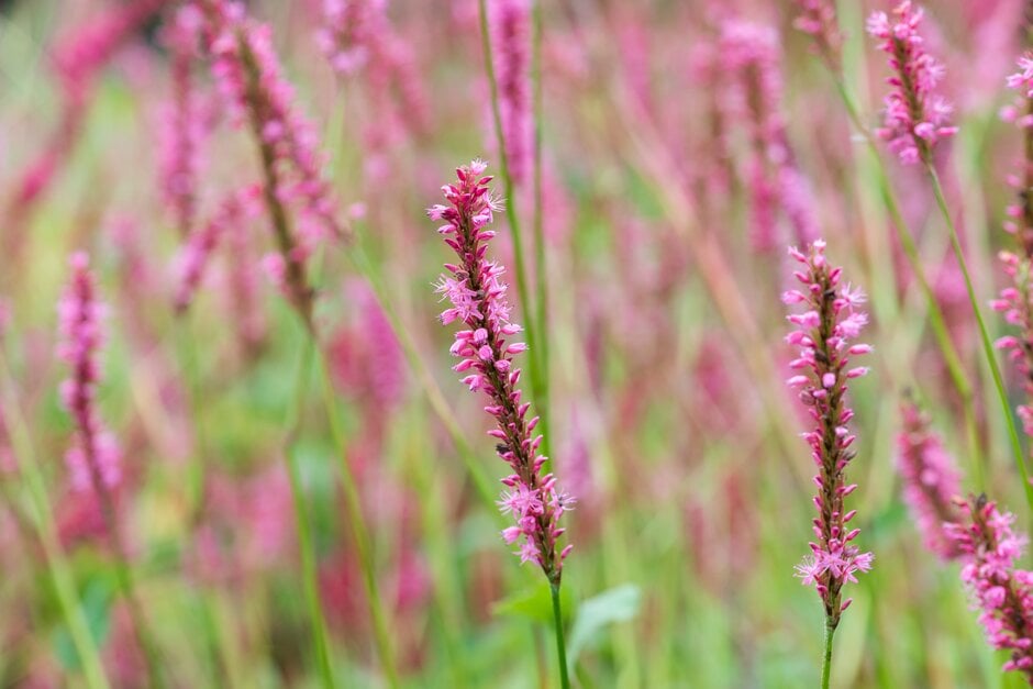 Persicaria amplexicaulis &Betty Brandt& | red bistort &Betty Brandt ...