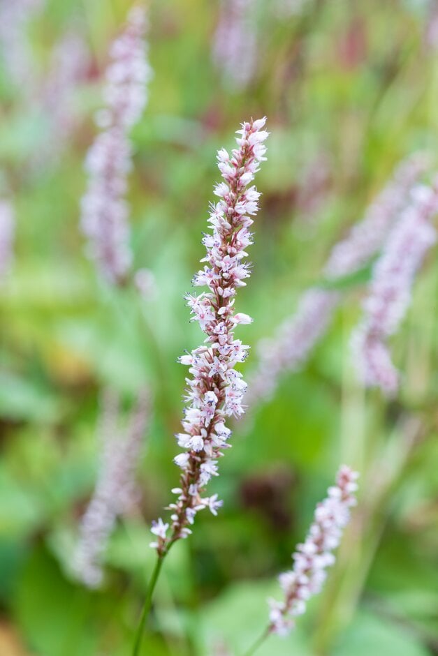 red bistort 'Fat White'