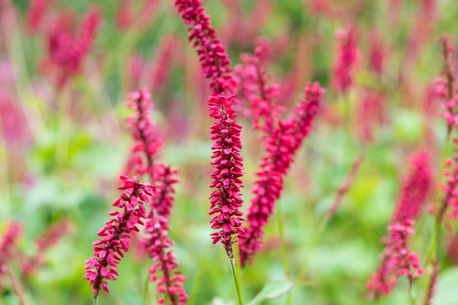 red bistort 'JS Caliente'