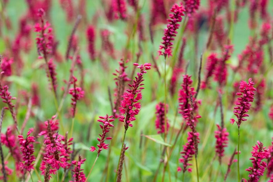 Bistorta amplexicaulis &Red Baron& | red bistort &Red Baron& Herbaceous ...