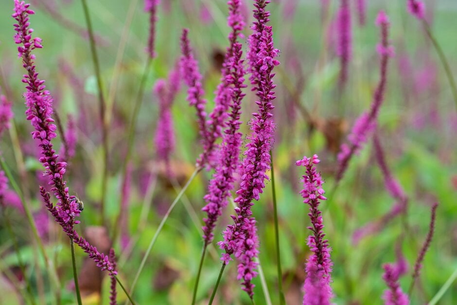 Bistorta Amplexicaulis &september Spires& 