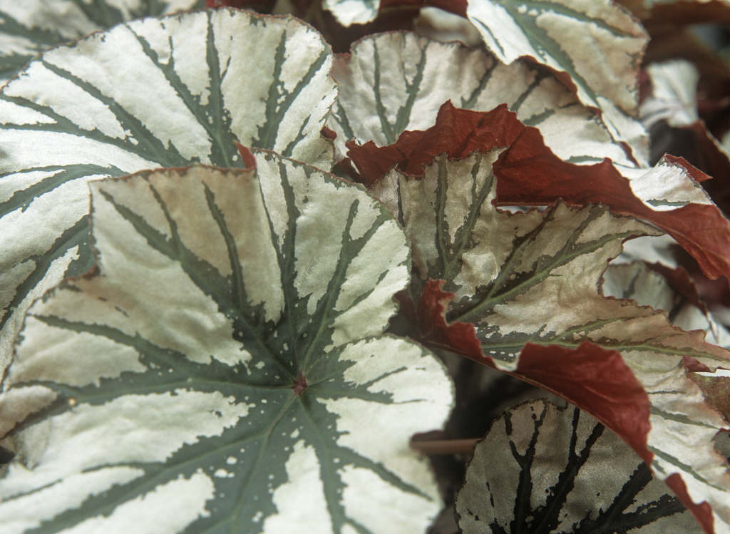 king begonia