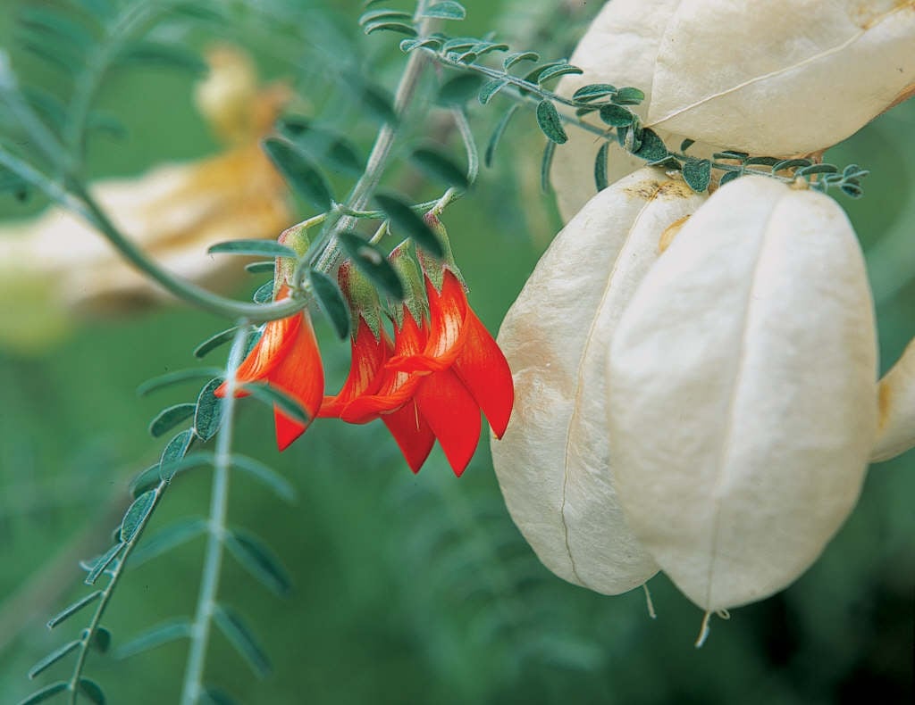 balloon pea
