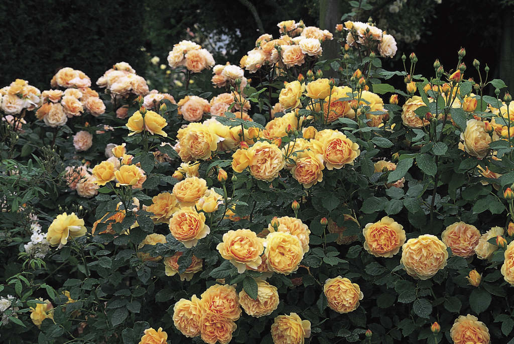 rose [Golden Celebration]