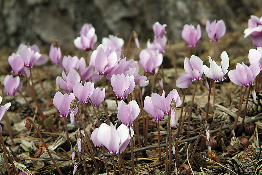 ivy-leaved cyclamen