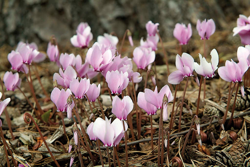 ivy-leaved cyclamen