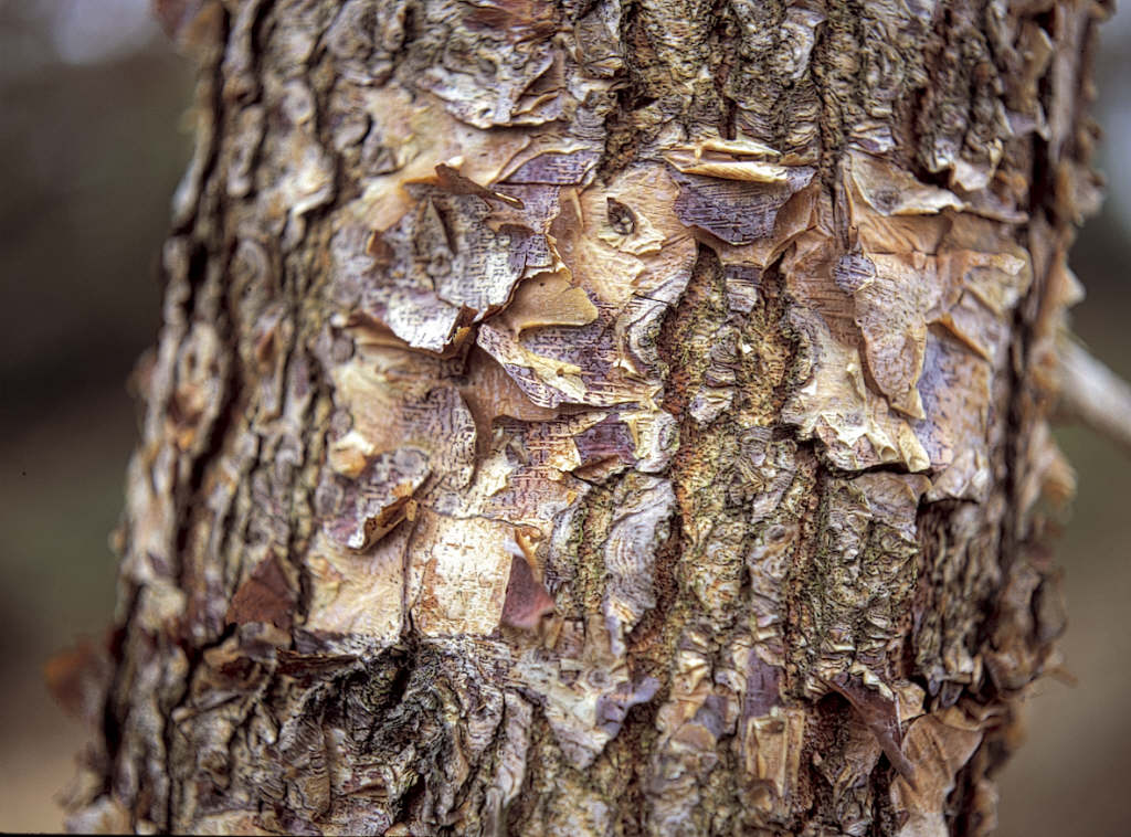 black birch