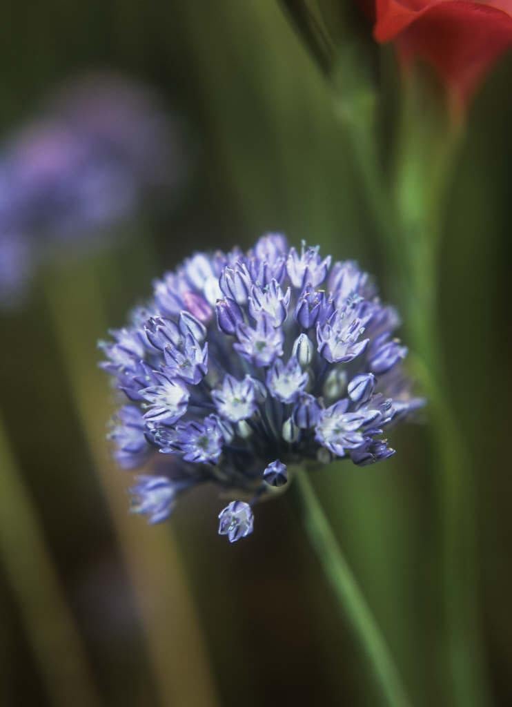 light blue garlic