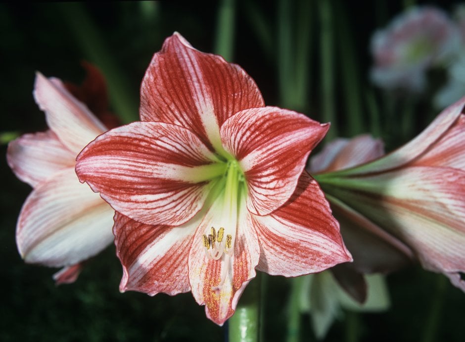amaryllis 'Fairytale'