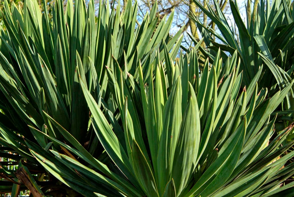 Spanish dagger