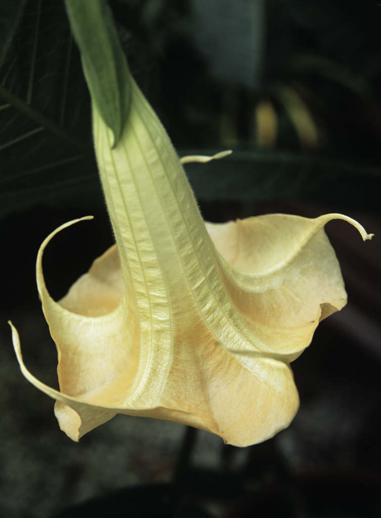 angel's trumpet 'Grand Marnier'
