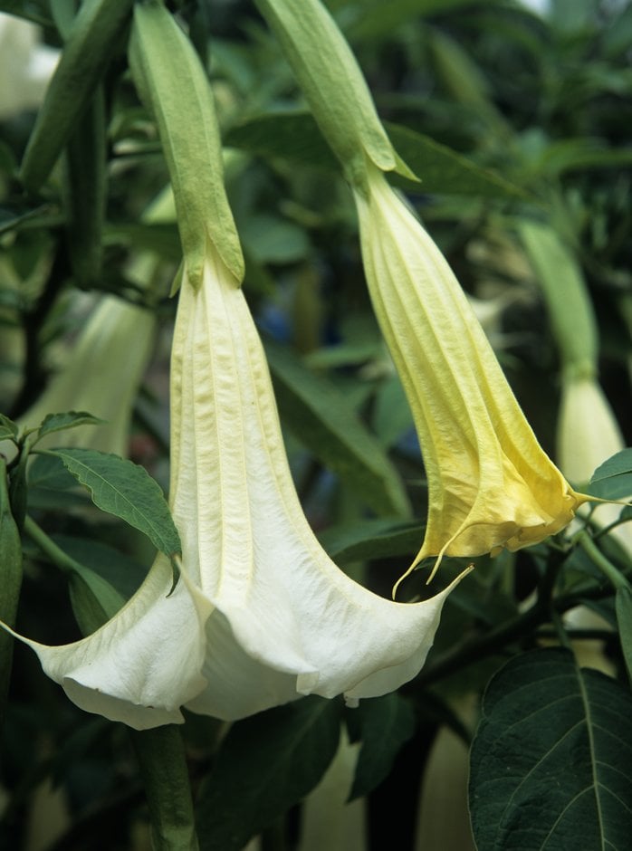 <em>Brugmansia</em> 'Snowwhite'