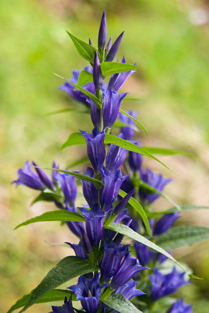 willow gentian