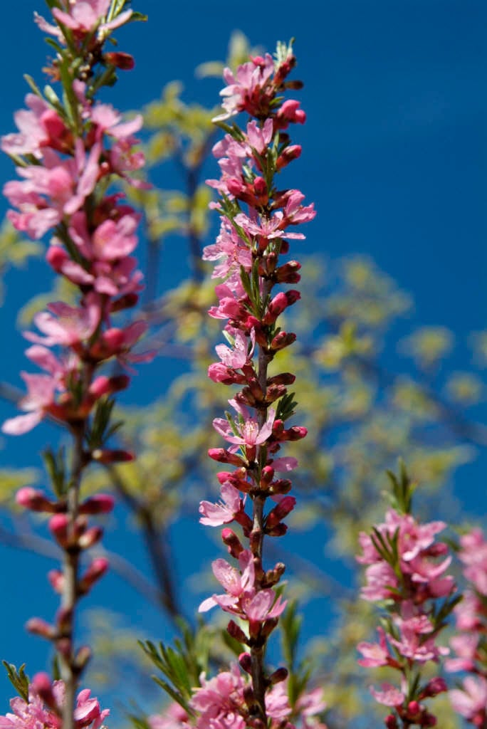 dwarf Russian almond 'Fire Hill'