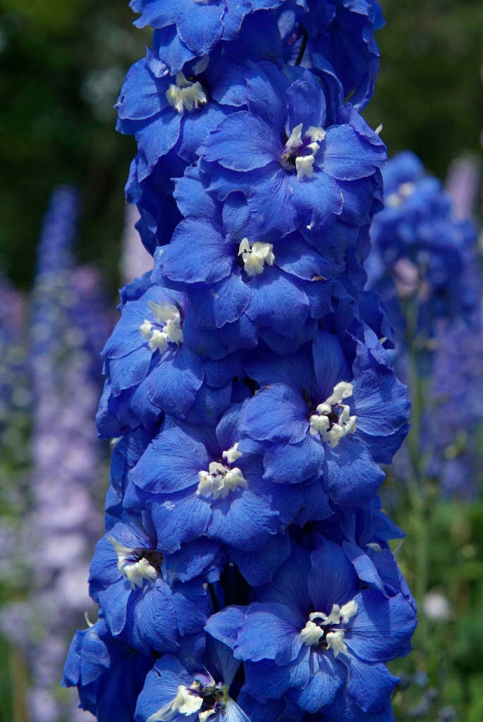 delphinium 'Blue Nile'