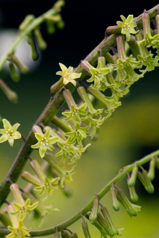 Japanese false Solomon's seal