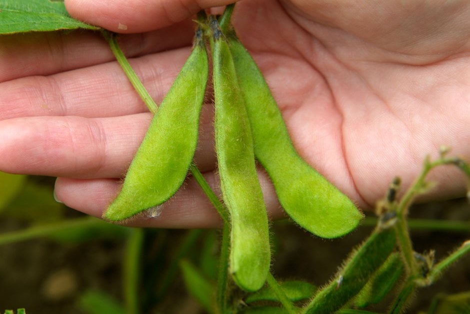 soya bean