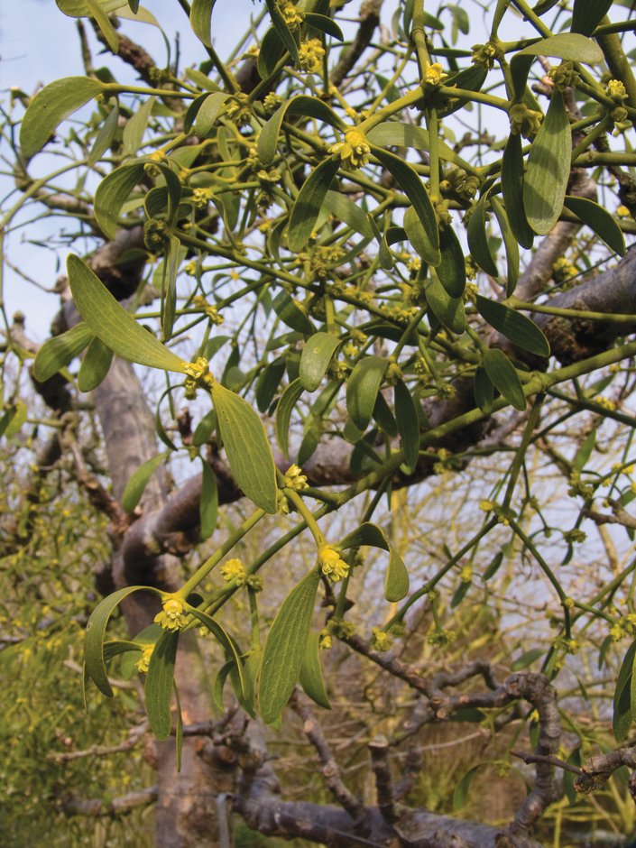 mistletoe