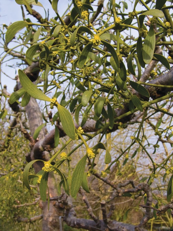 mistletoe
