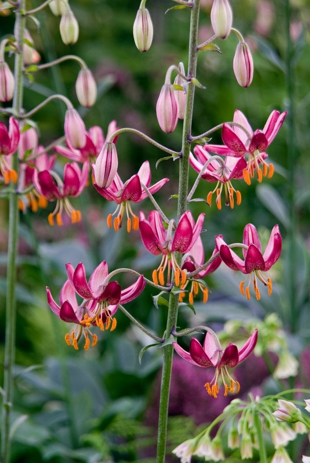 lily 'Russian Red'