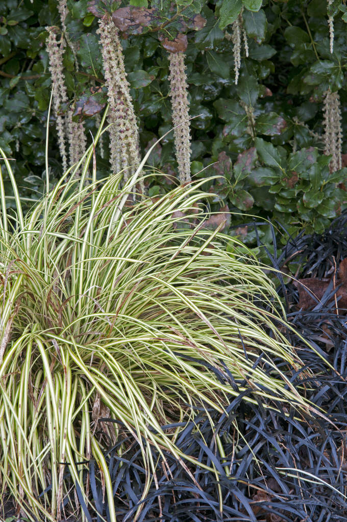 Japanese sedge 'Evergold'